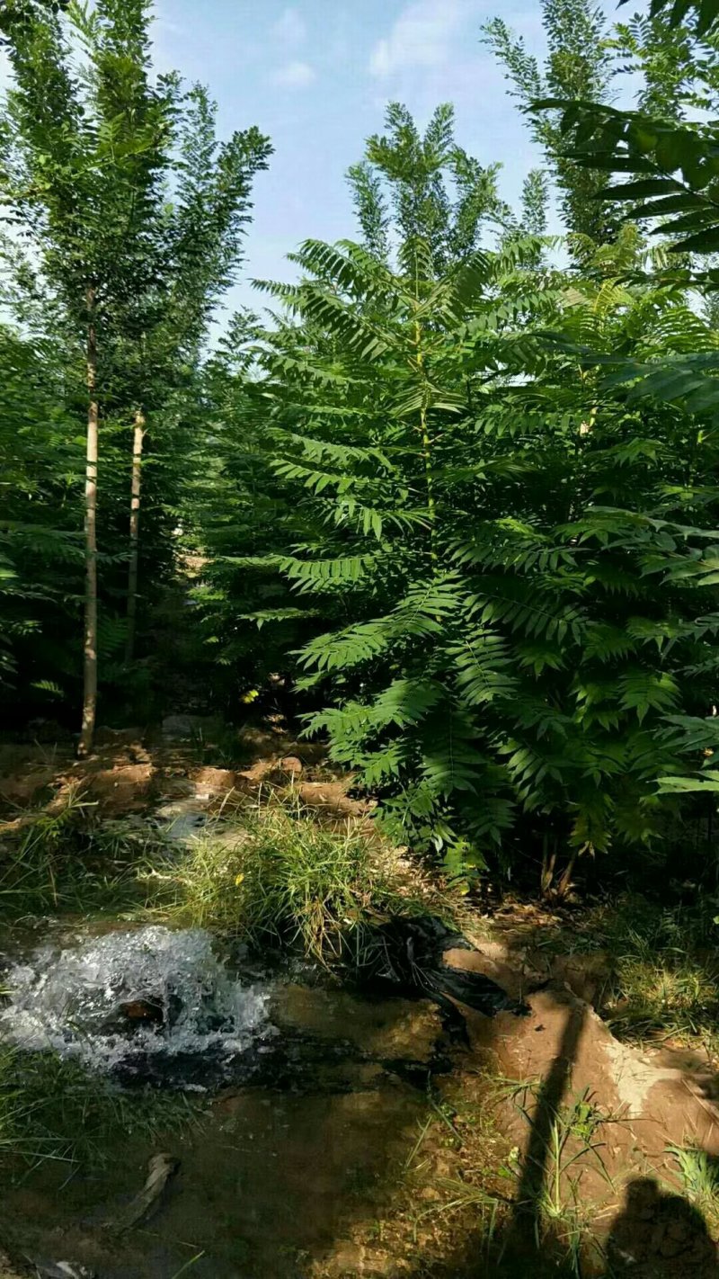 1.5-12公分火炬树河北火炬树基地大量供应