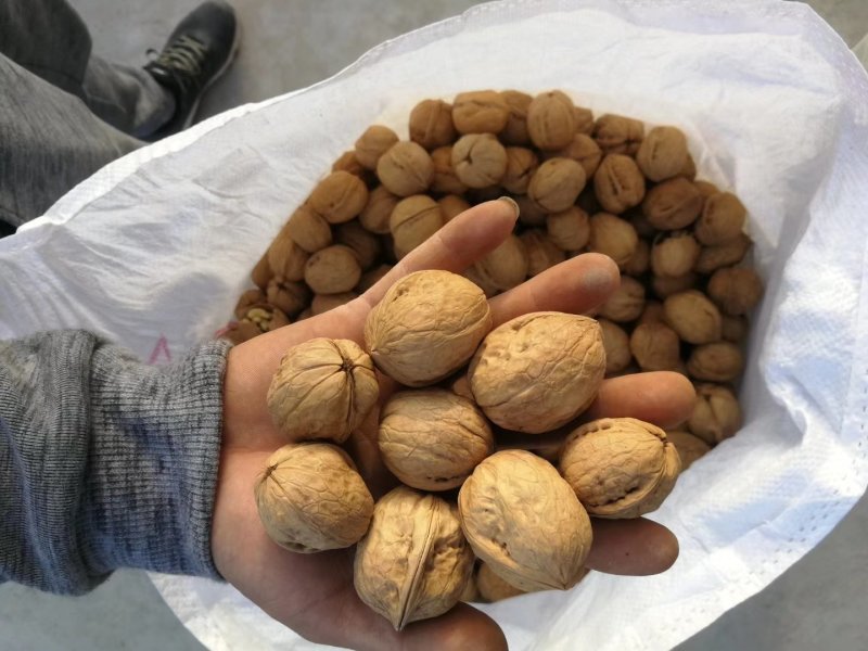 185纸皮核桃个头大今年新货