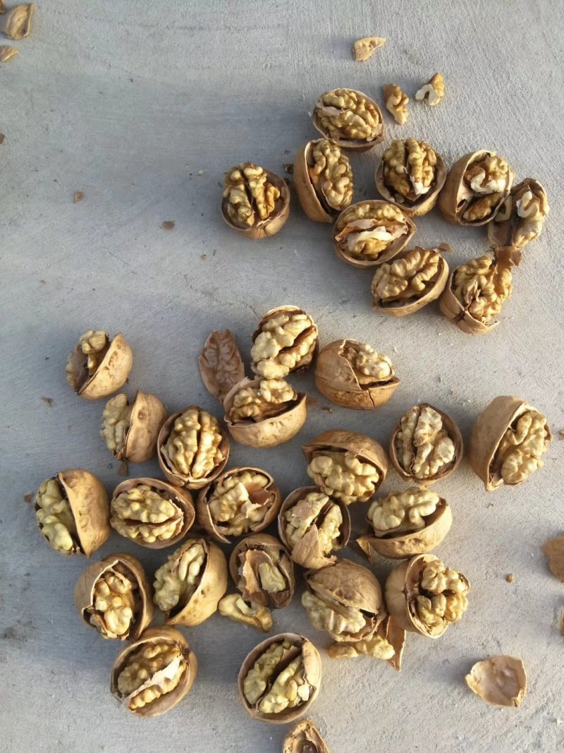 185纸皮核桃个头大今年新货