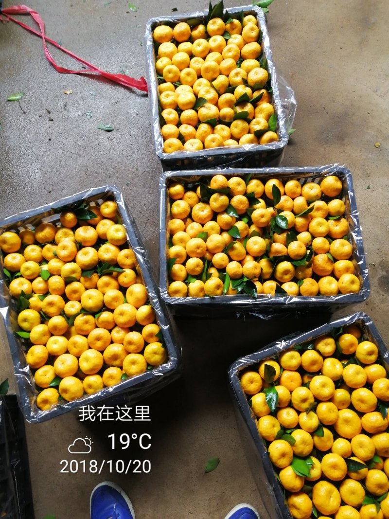 新余蜜桔：出口货高端市场国内客户！诚信为本！