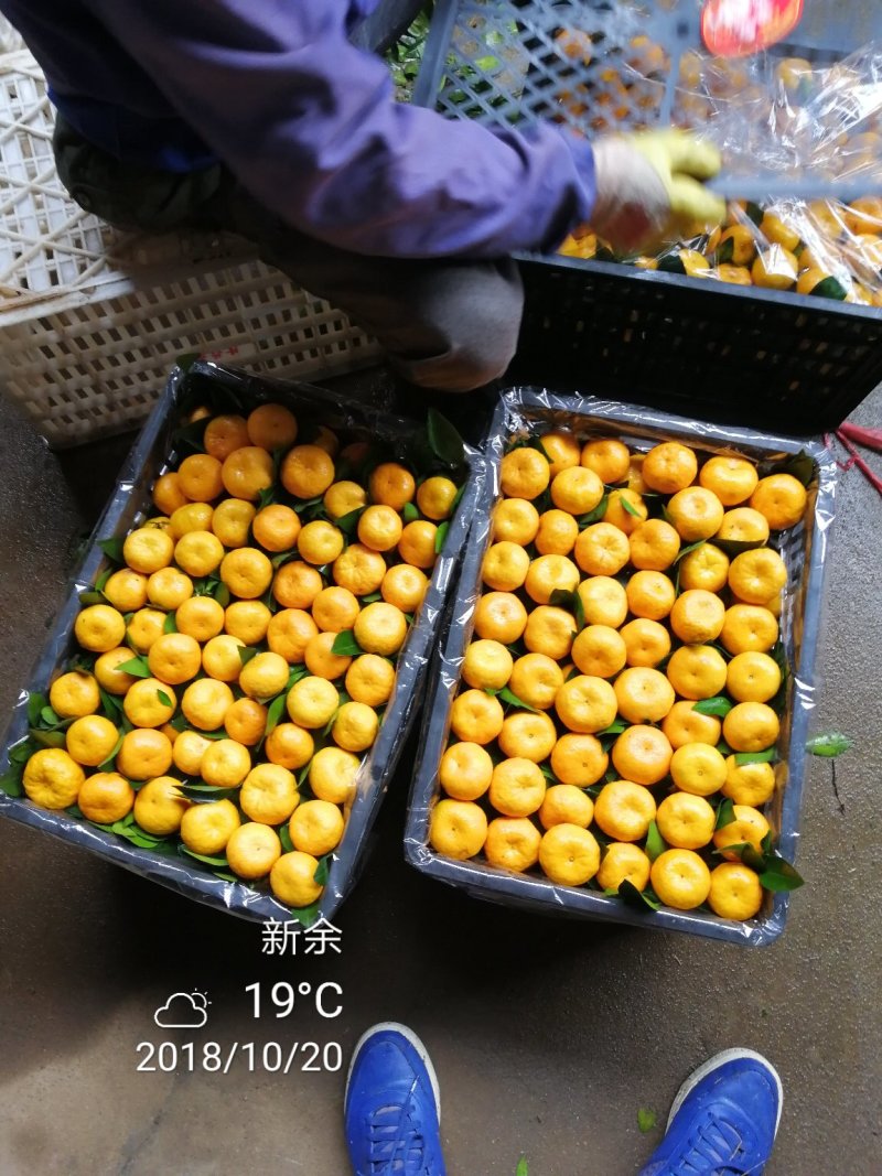 新余蜜蜜橘：本人实力代办好货多多等你来！