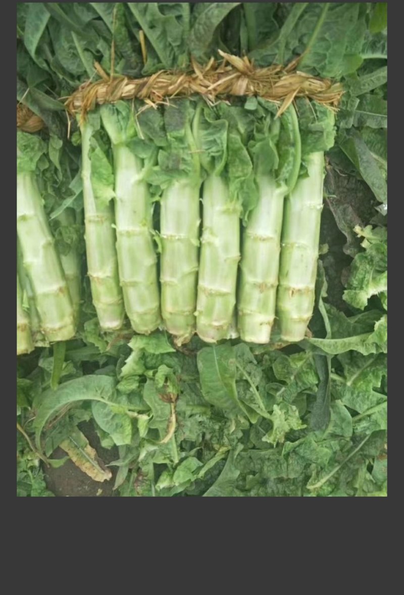 山东省沂南县，优质莴苣大量上市，物美价廉