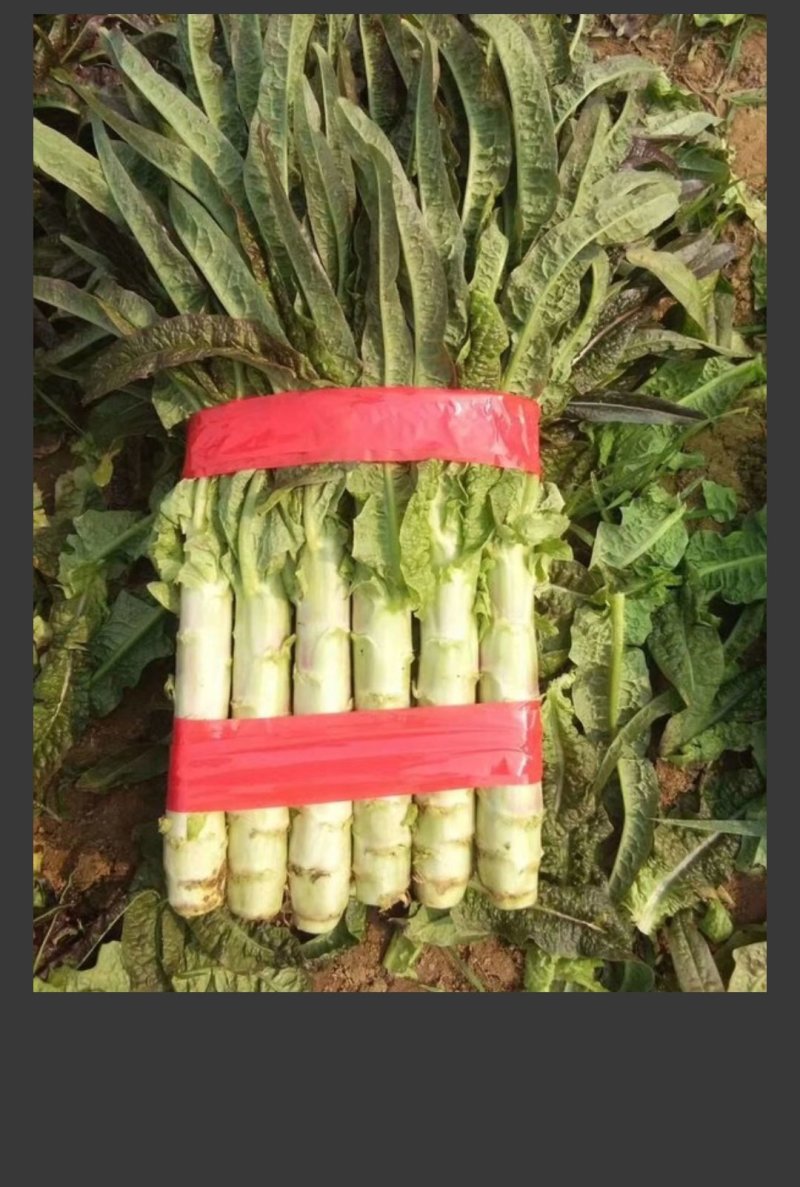 山东省沂南县，优质莴苣大量上市，物美价廉