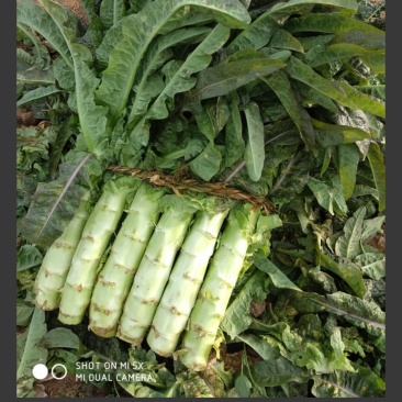 山东省沂南县，优质莴苣大量上市，物美价廉