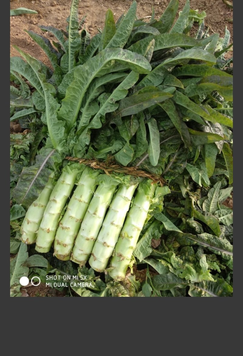 山东省沂南县，优质莴苣大量上市，物美价廉