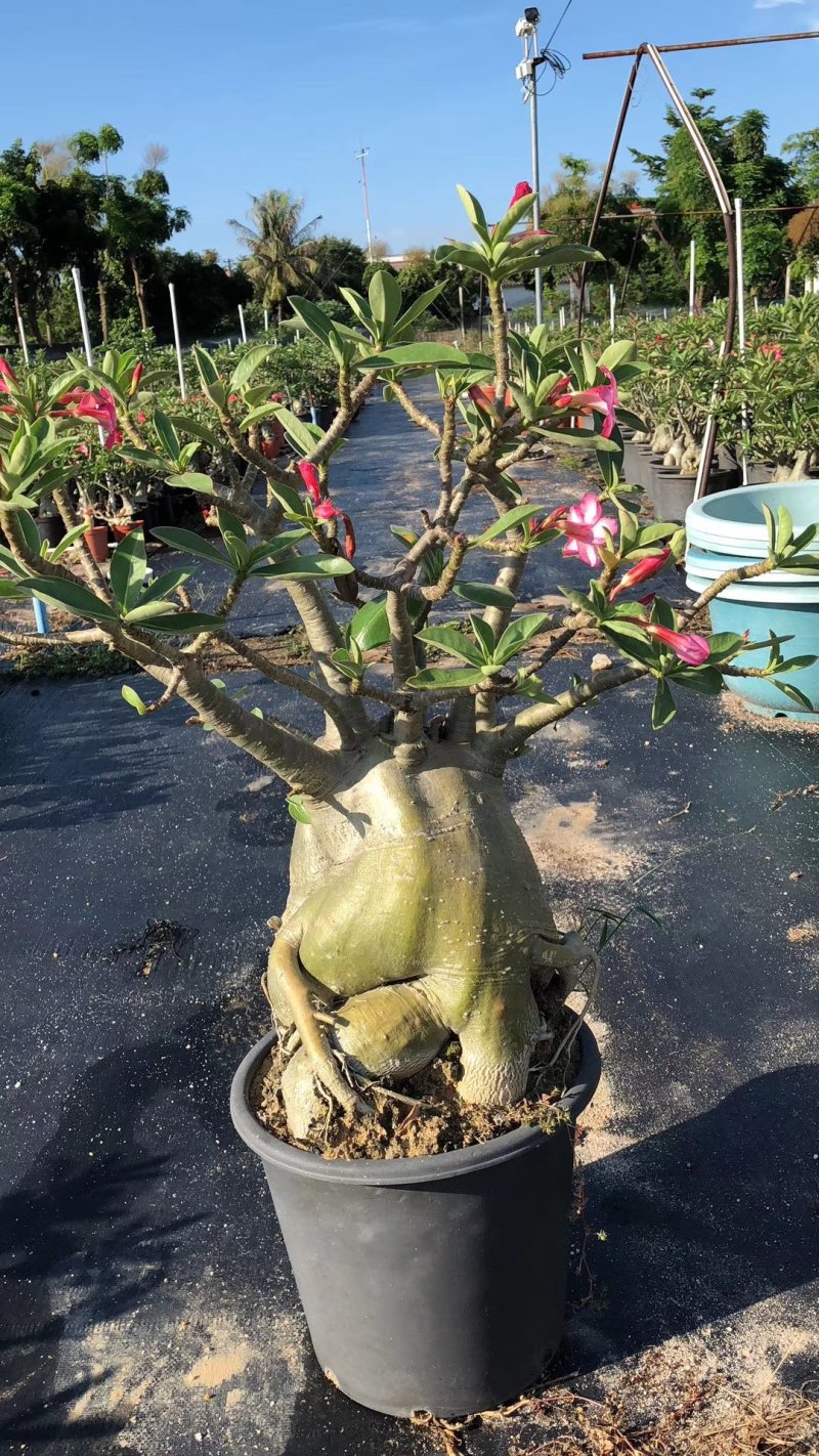 精品沙漠玫瑰