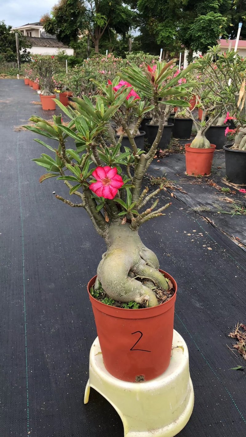 精品沙漠玫瑰