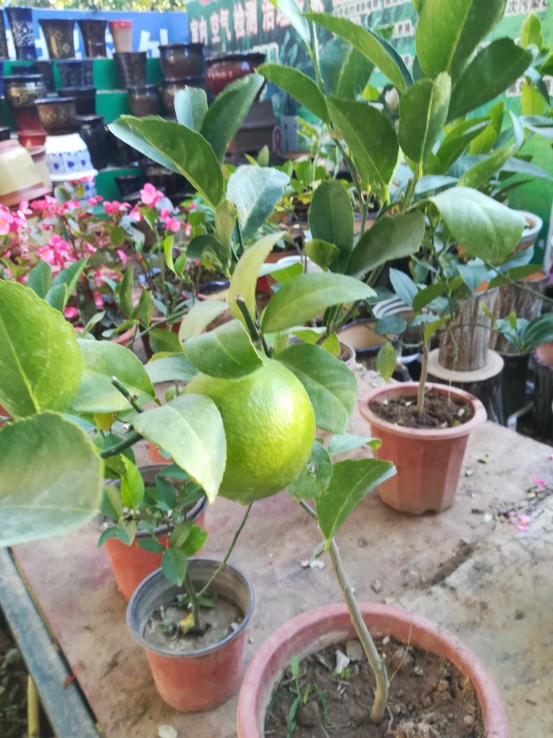 各种品质优杜鹃