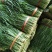 韭菜二三茬叶面青秀无干尖茎粗青色捆把4到
