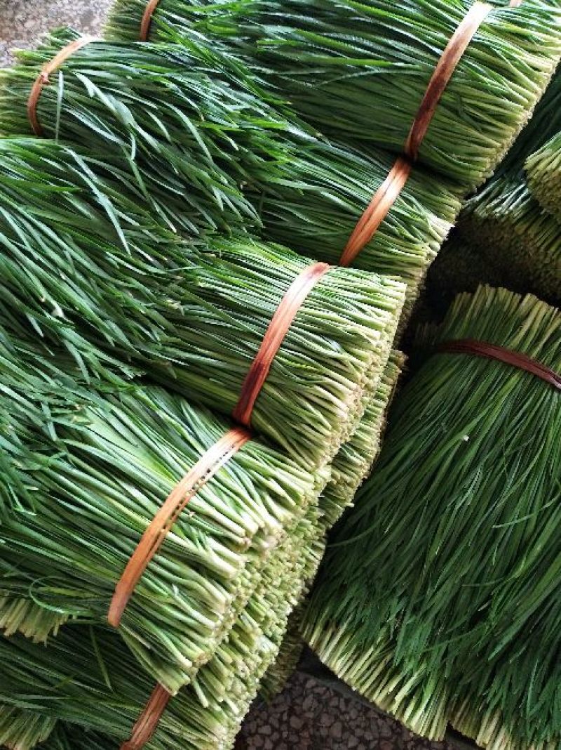 韭菜二三茬叶面青秀无干尖茎粗青色捆把4到