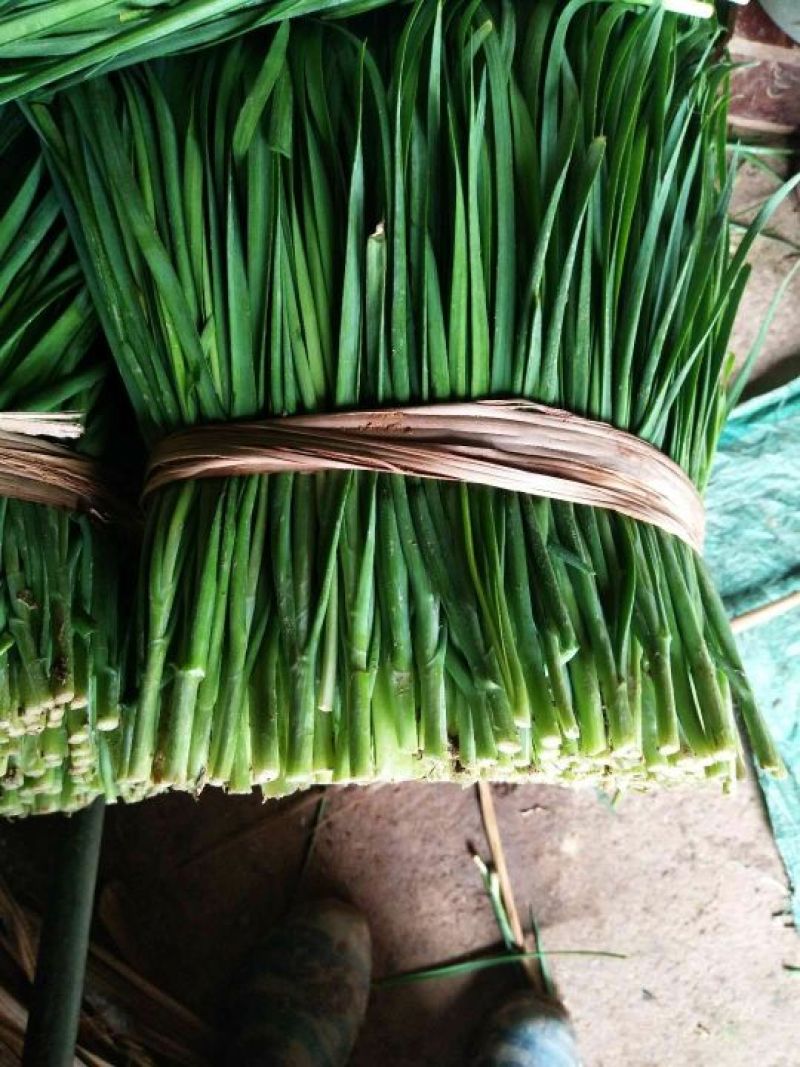 韭菜二三茬叶面青秀无干尖茎粗青色捆把4到