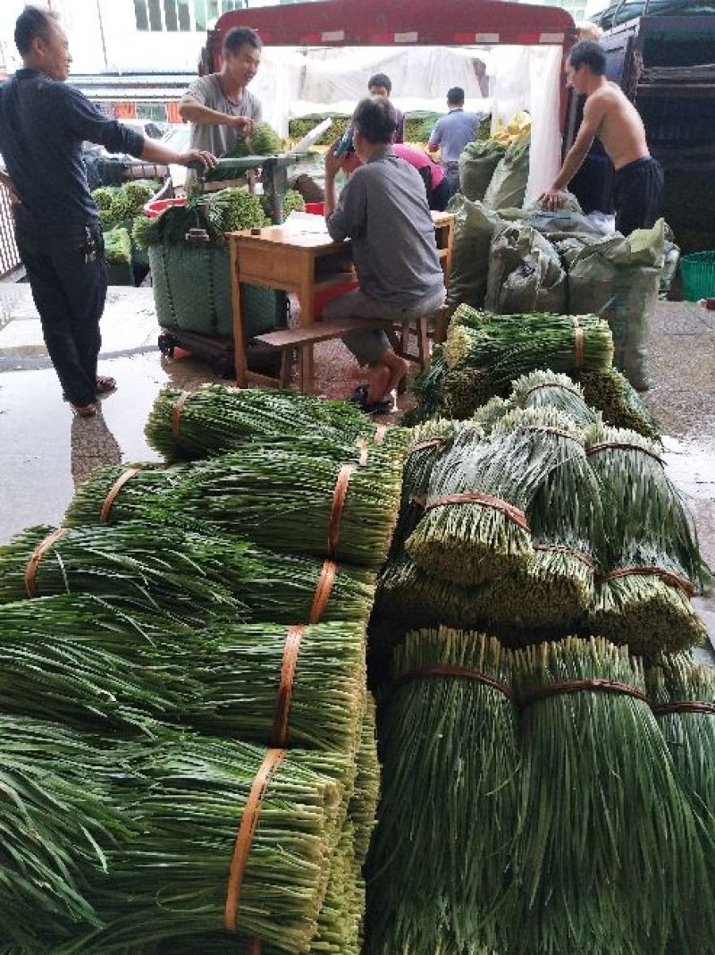 韭菜二三茬叶面青秀无干尖茎粗青色捆把4到