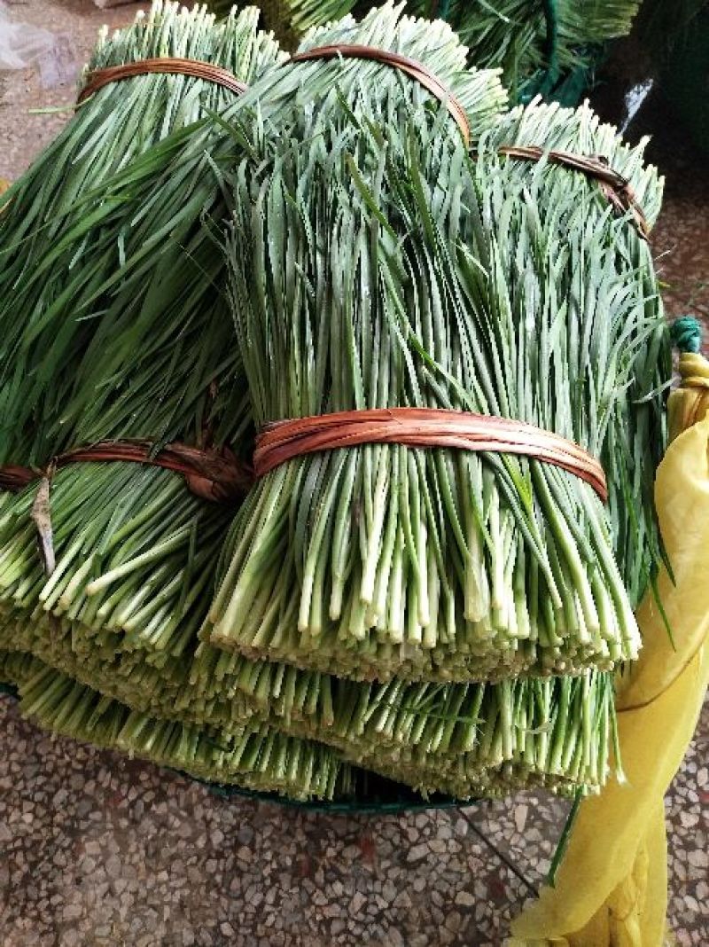 韭菜二三茬叶面青秀无干尖茎粗青色捆把4到