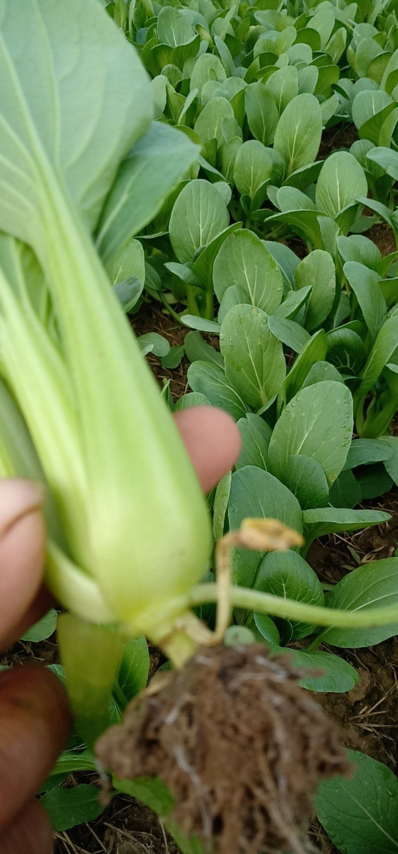 上海青小白菜