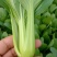 上海青小白菜