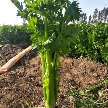 惠民法国皇后芹菜，有机芹菜，批发零售，三千斤起，0.4