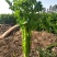 惠民法国皇后芹菜，有机芹菜，批发零售，三千斤起，0.4