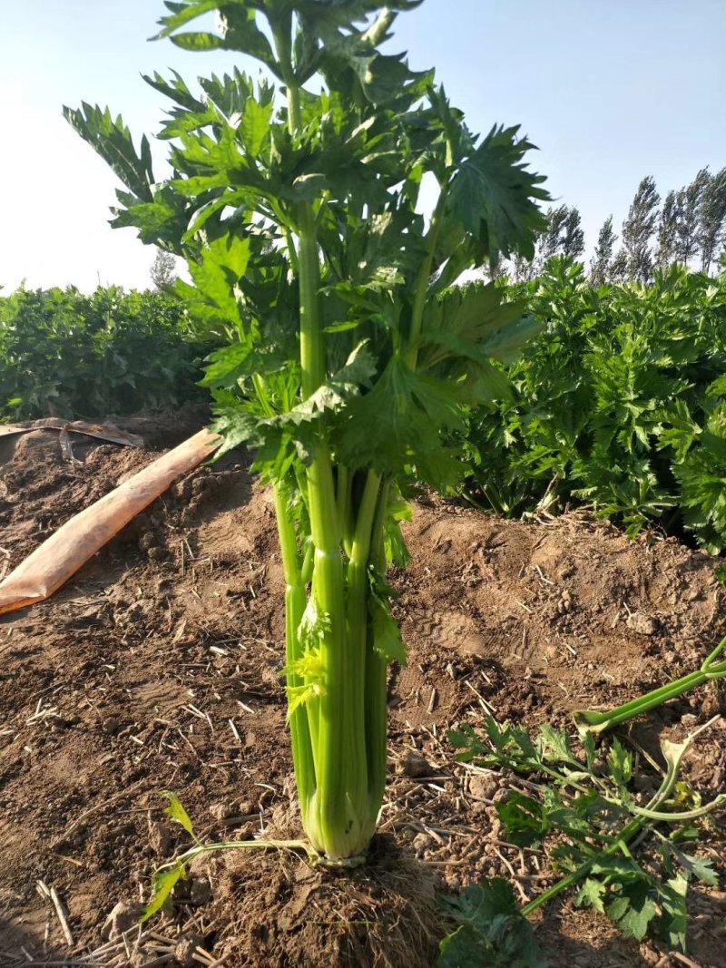 惠民法国皇后芹菜，有机芹菜，批发零售，三千斤起，0.4