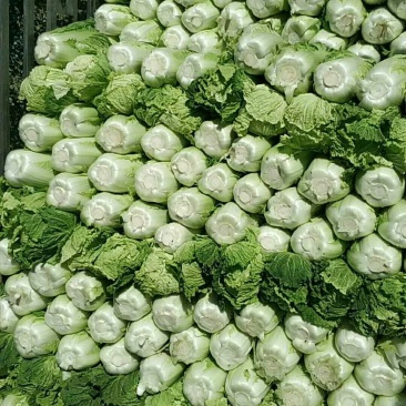 白菜91-12走车价2毛5小矮棵