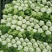 白菜91-12走车价2毛5小矮棵