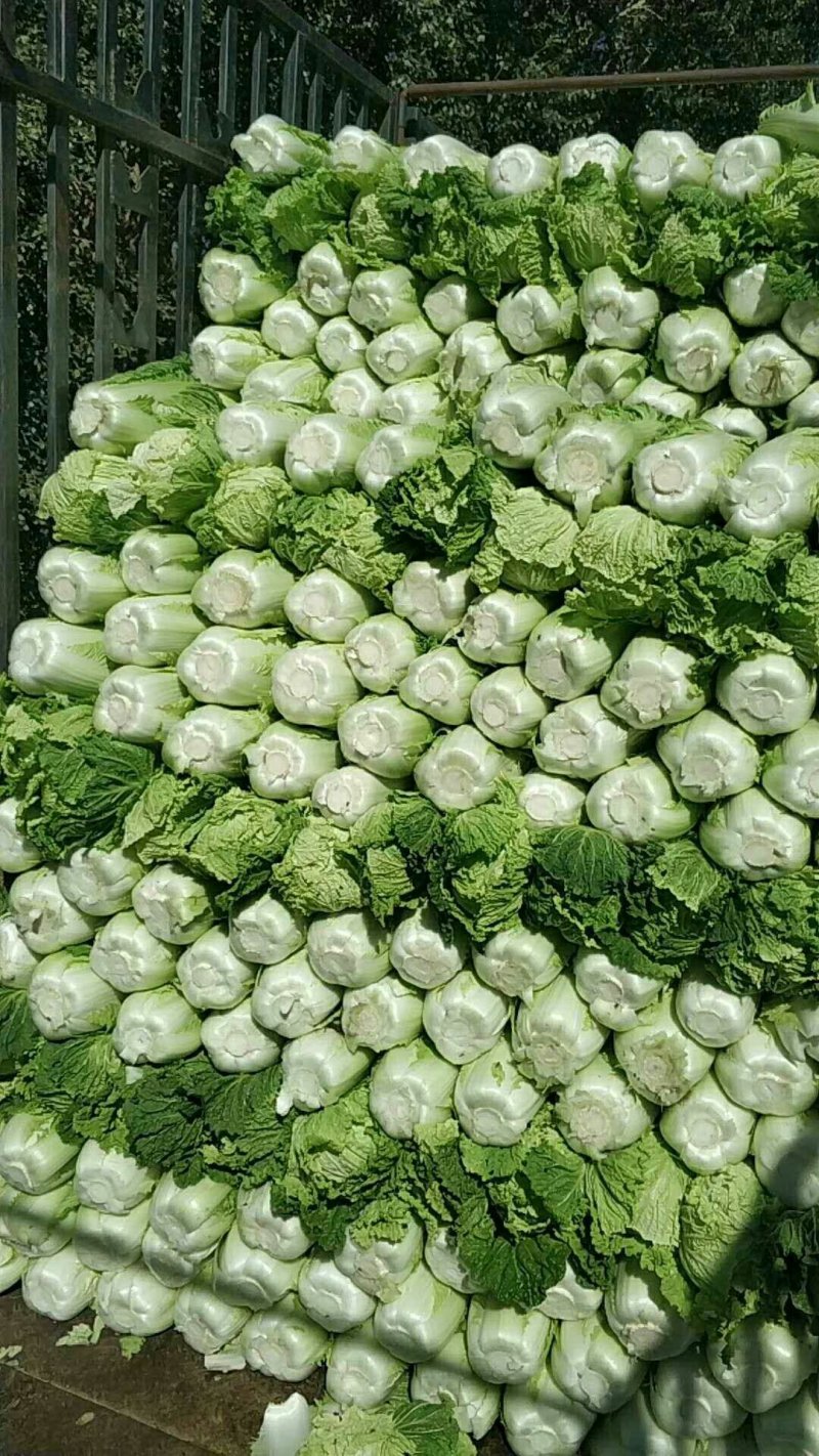 白菜91-12走车价2毛5小矮棵