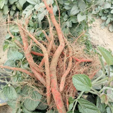药材种苗
