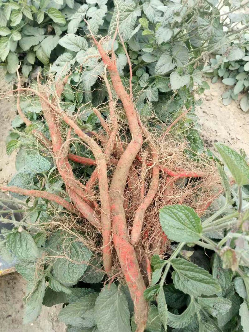 药材种苗