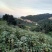 广东省高山雪莲果（海拔800米）种植1件代发
