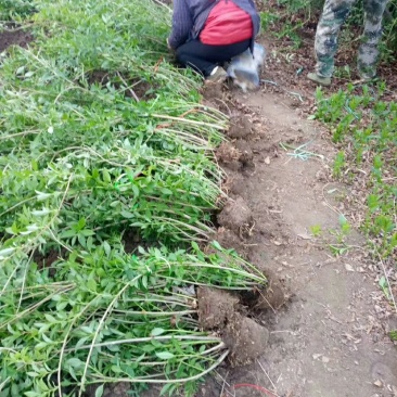 供应5分支连翘欢迎选购加关注
