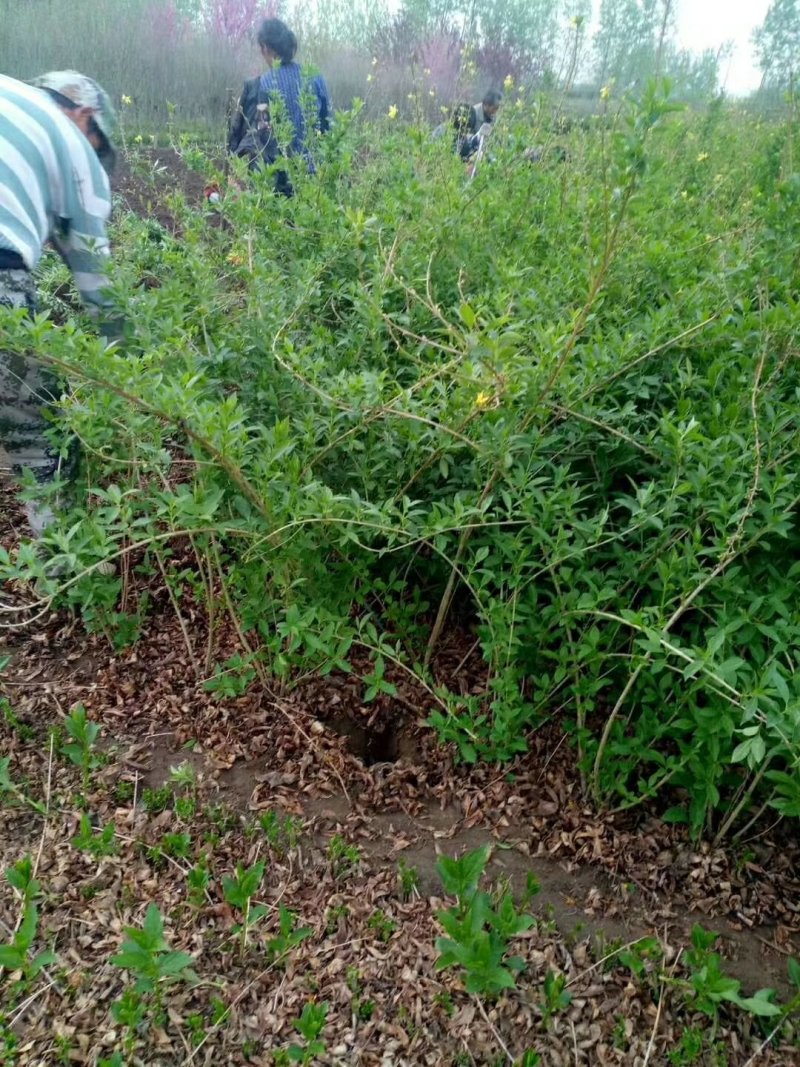 供应5分支连翘欢迎选购加关注