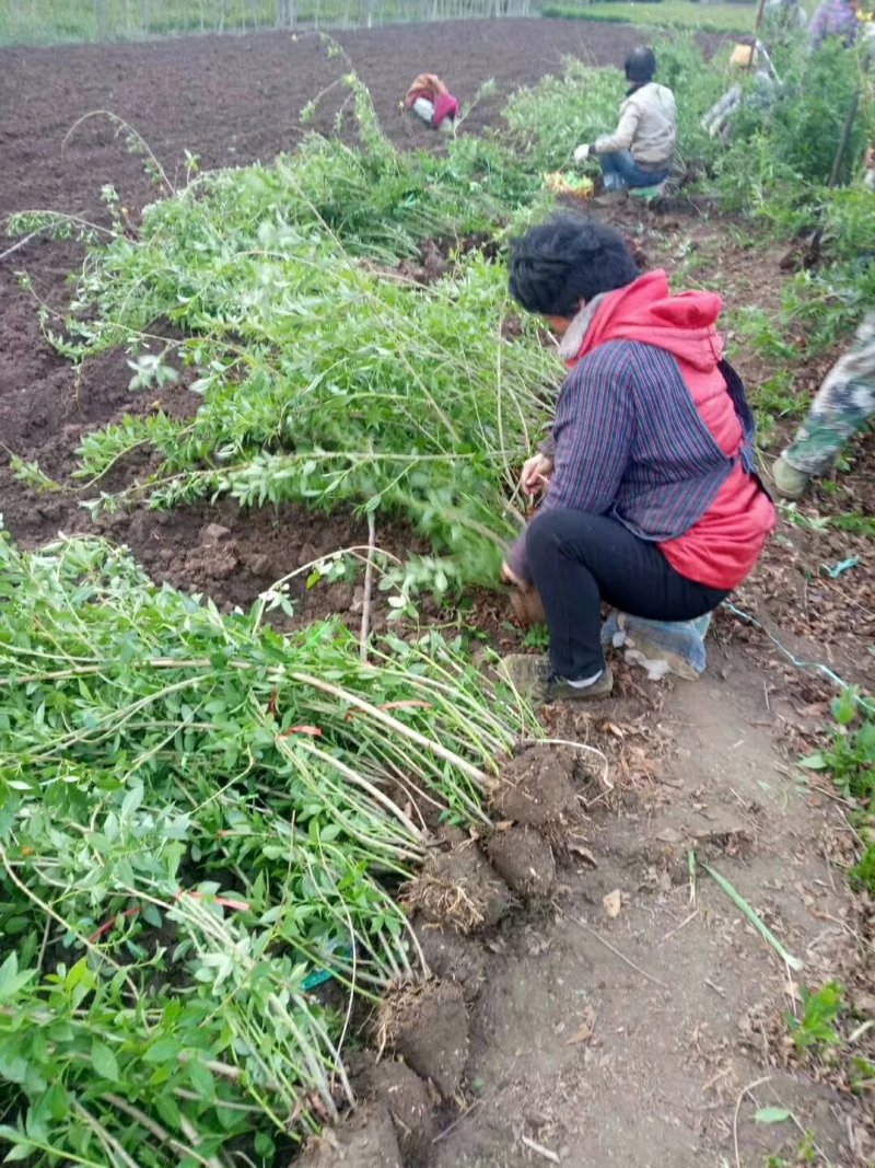 供应5分支连翘欢迎选购加关注