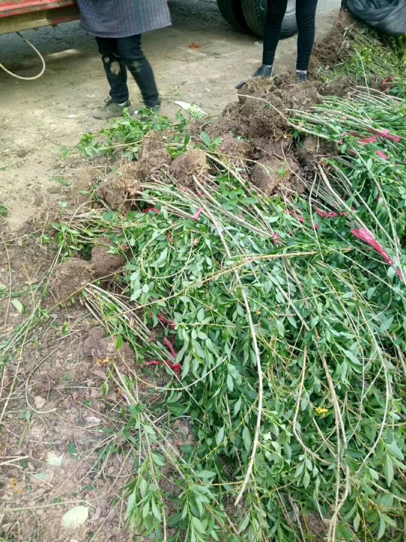 供应5分支连翘欢迎选购加关注