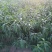 映霜红桃苗