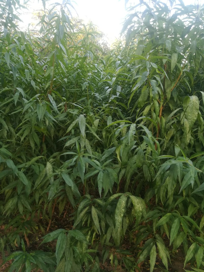 映霜红桃苗