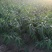 映霜红桃苗