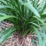 株高50至70，