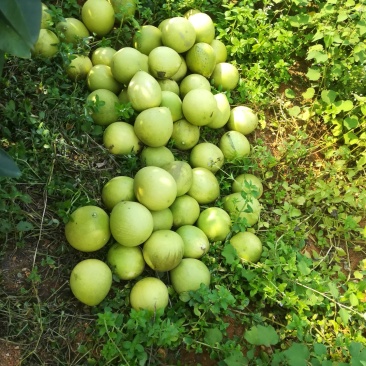 .白心，红心柚