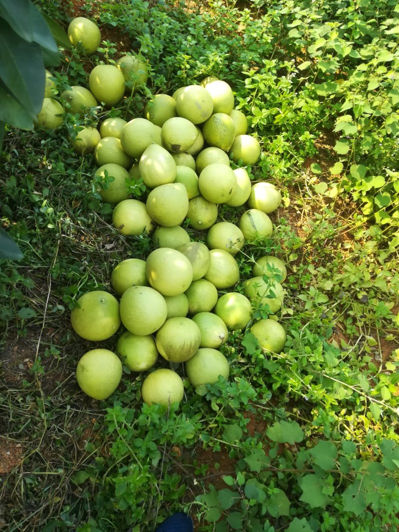 .白心，红心柚