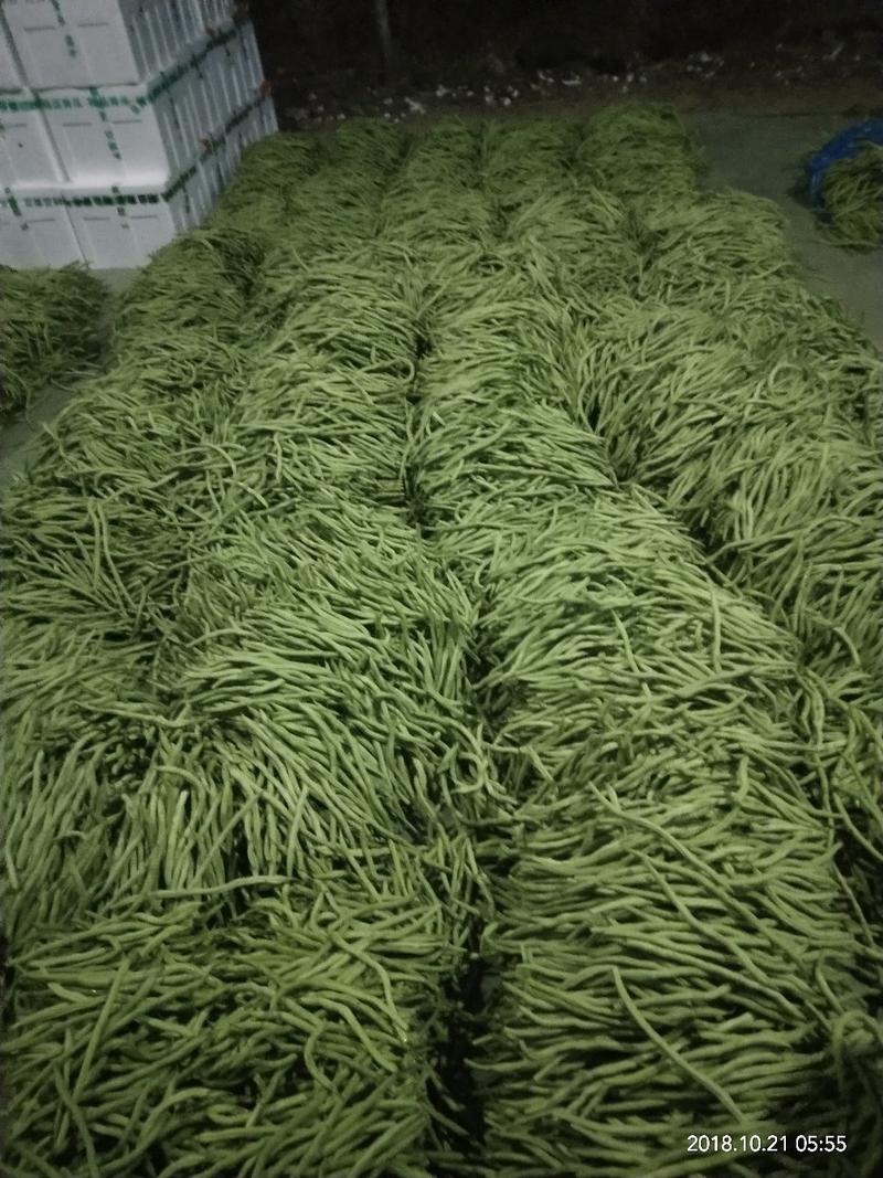 山东无丝豆大量上市，产地发货，代发全国，保质保量