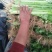 大量供应山东香芹优质芹菜,质量好,价格低产地批发