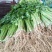 大量供应山东香芹优质芹菜,质量好,价格低产地批发
