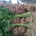 大量供应山东香芹优质芹菜,质量好,价格低产地批发
