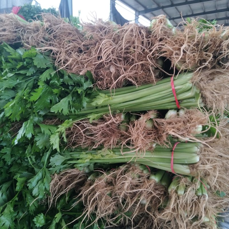 大量供应山东香芹优质芹菜，质量好，价格低产地批发