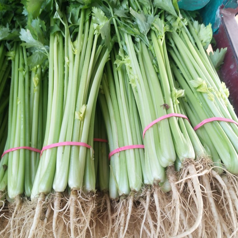大量供应山东香芹优质芹菜，质量好，价格低产地批发