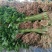 大量供应山东香芹优质芹菜,质量好,价格低产地批发
