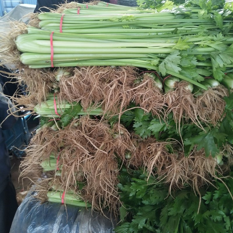 大量供应山东香芹优质芹菜，质量好，价格低产地批发