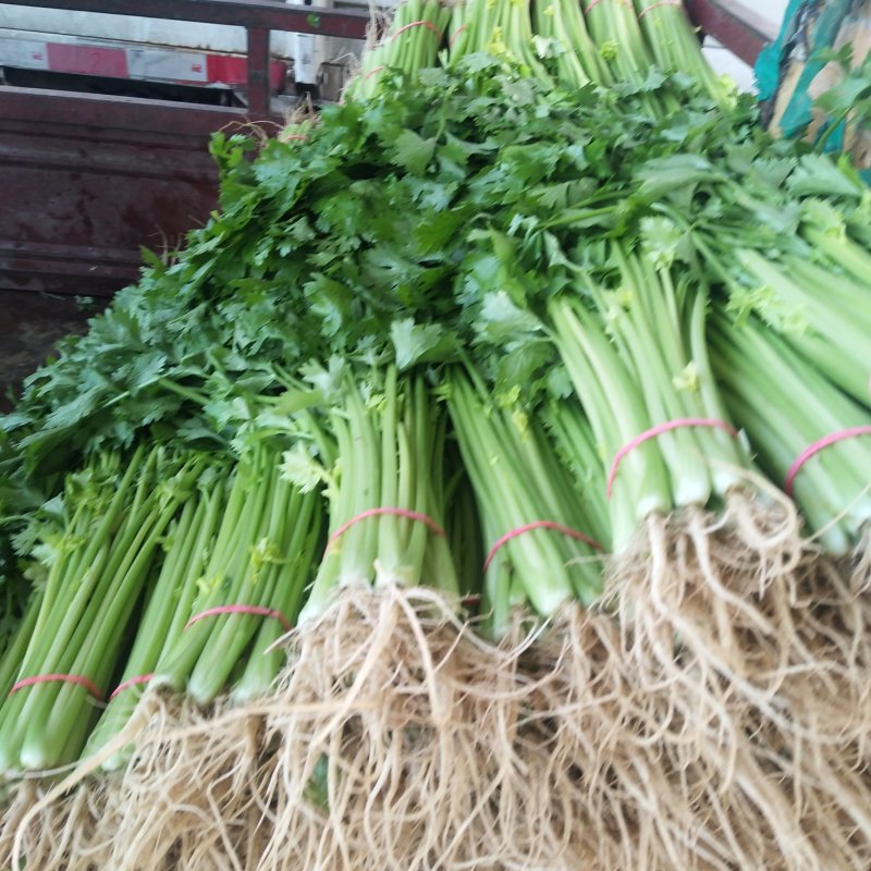 大量供应山东香芹优质芹菜，质量好，价格低产地批发