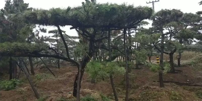 造型松