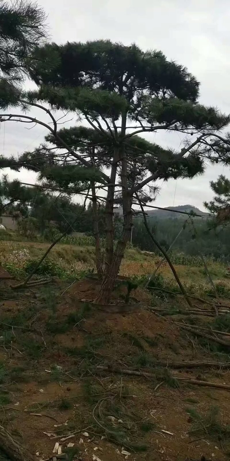 造型松
