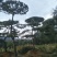 造型松